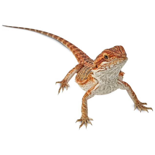 Bearded Dragon (Pogona vitticeps)