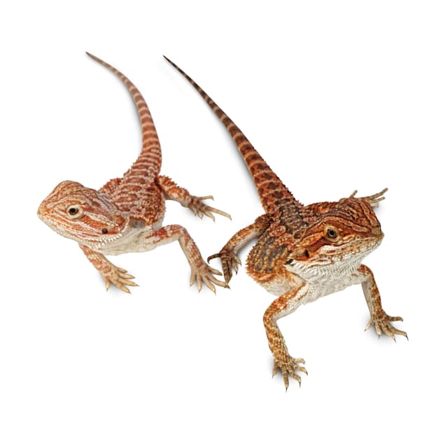 Bearded Dragon Health Concerns  Long Island Avian & Exotic Vet Clinic