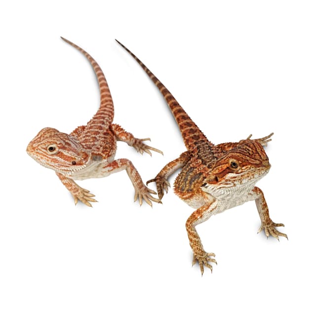 Bearded Dragon (Pogona vitticeps)