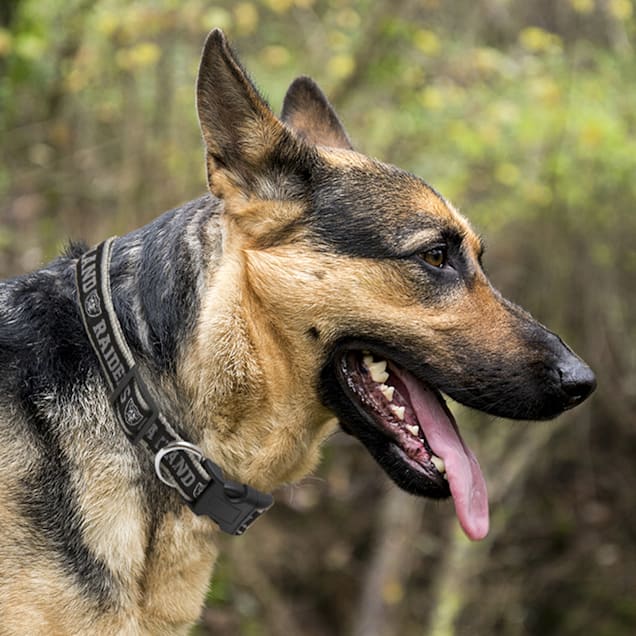 Raiders dog harness outlet