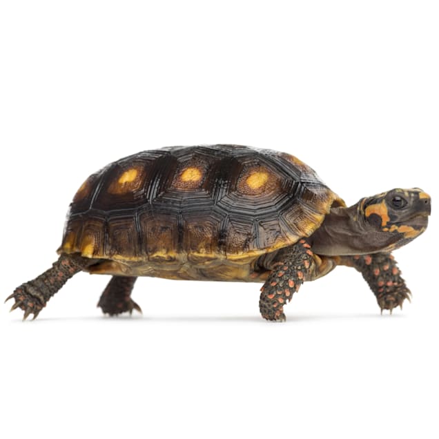 Redfoot Tortoise (Chelonoidis carbonaria) - Carousel image #1