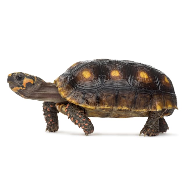 Tortoise shop best sale