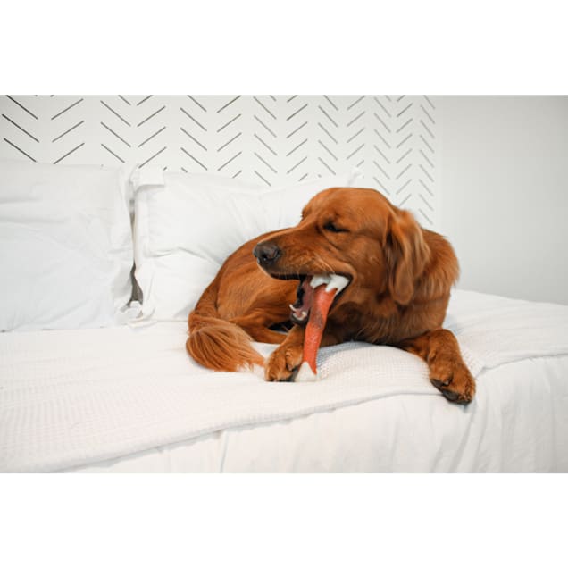 Nylabone store rawhide alternative