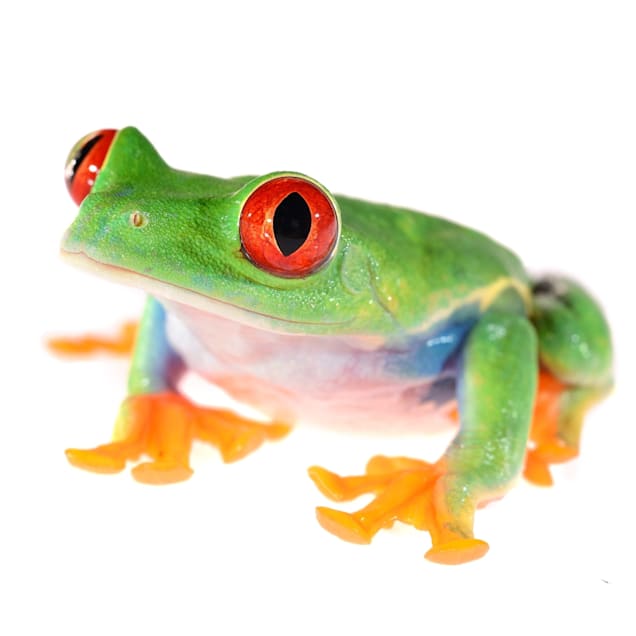 Red-Eyed Tree Frog (Agalychnis callidryas)