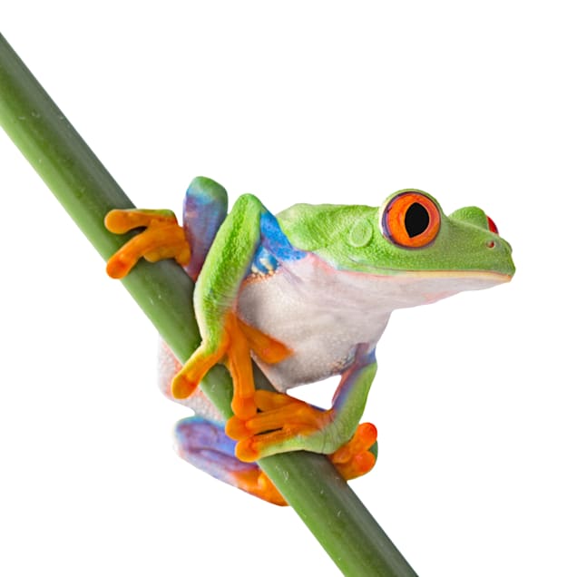 Red-Eyed Tree Frog (Agalychnis callidryas)