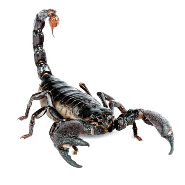 African Emperor Scorpion (Pandinus imperator) - Carousel image #1