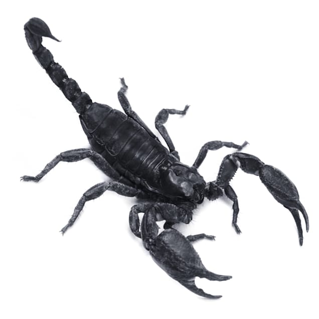 emperor scorpion for sale south africa