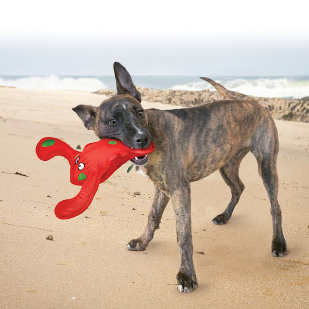 Dog new arrivals lobster toy