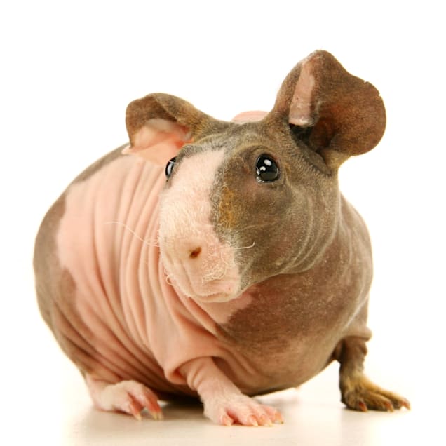 PetSmart has an adorable line of guinea pig Halloween costumes