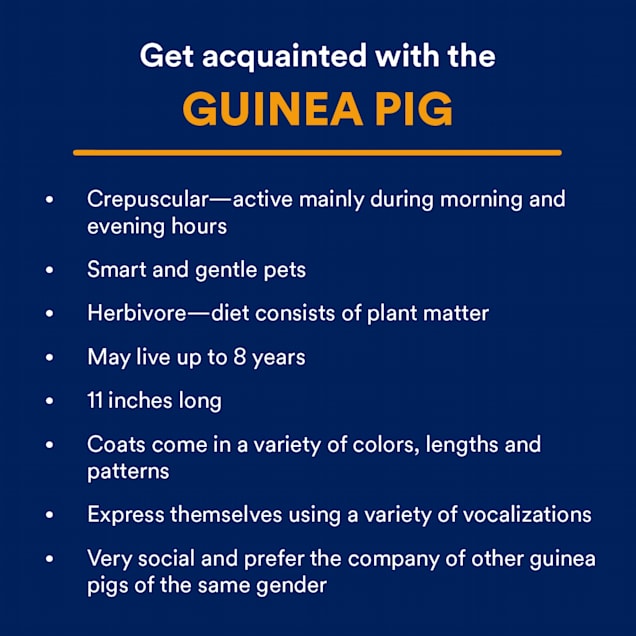 Hairless Guinea Pig (Cavia porcellus)