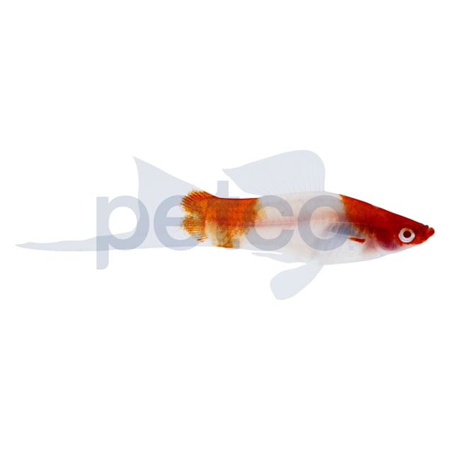 Feeder fish on sale petco