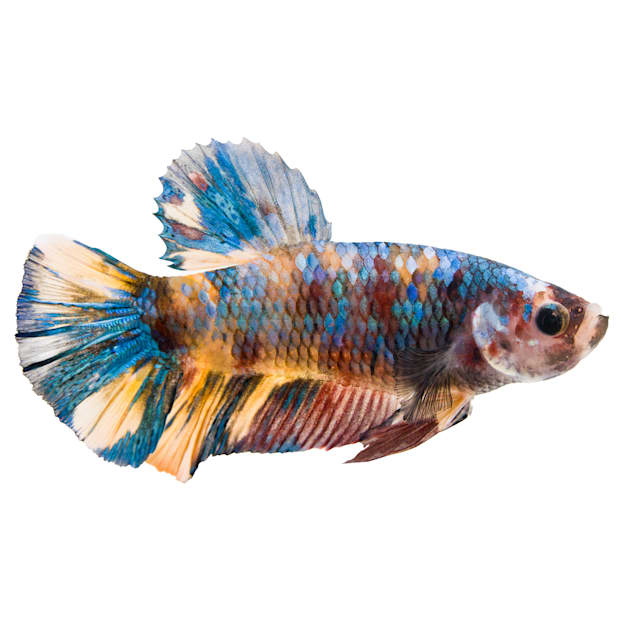 Male Koi Betta for Sale: Order Online | Petco