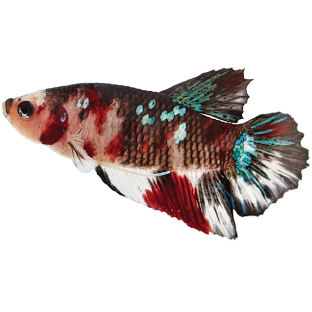 Male Koi Betta for Sale: Order Online