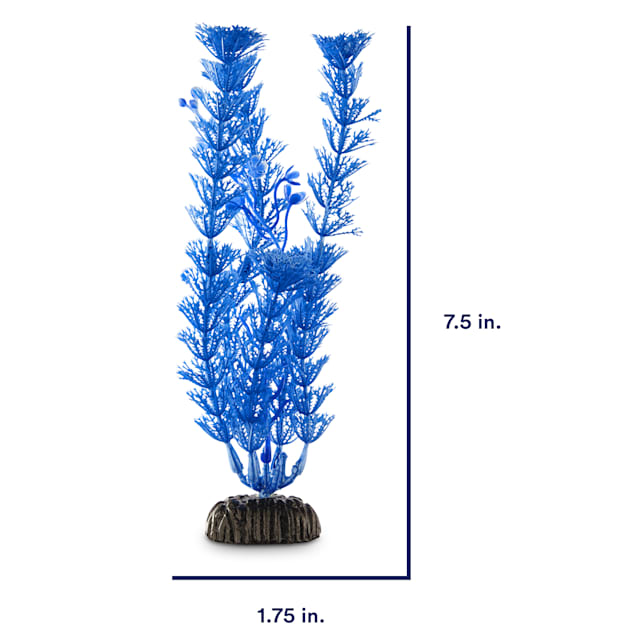 china doll plant China Doll Plant | Radermachera sinica | Care Guide and Pro Tips