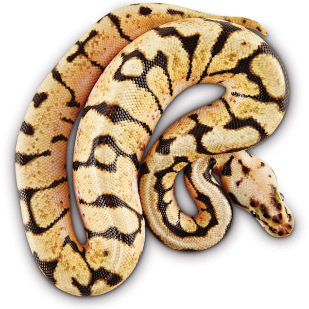 ball pythons for sale near me