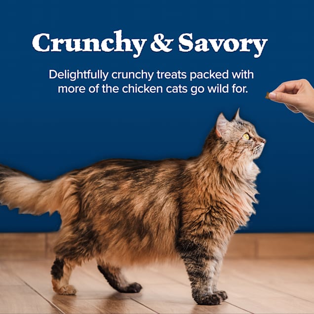 Blue buffalo cat 2025 food petco