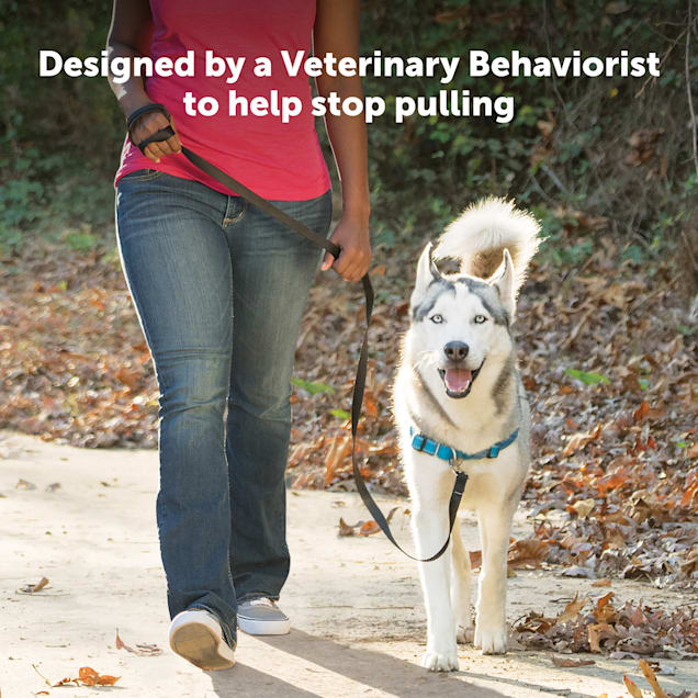 Easy walk harness how to apply top