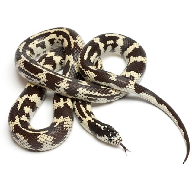 King Snake Lampropeltis sp. Petco