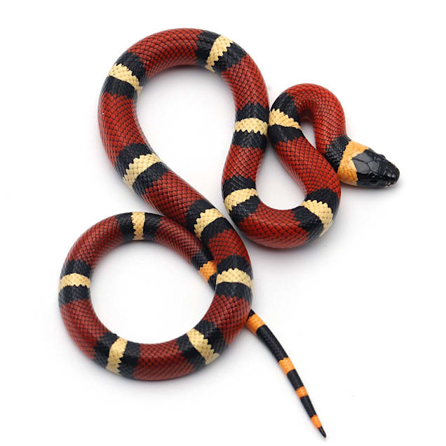 Snake prices at petco clearance