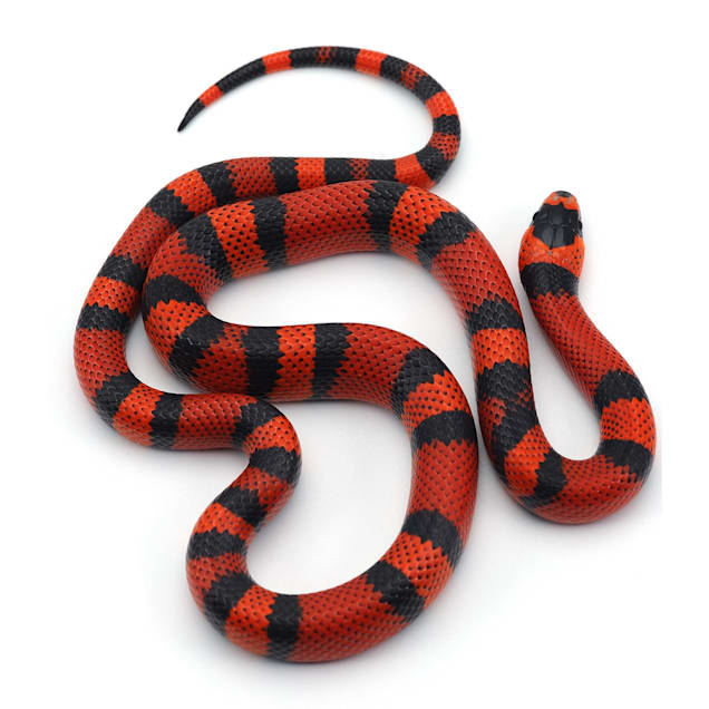 Milk Snake (Lampropeltis sp.)
