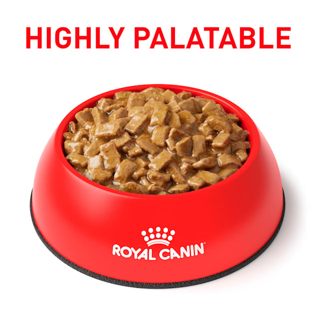 Royal Canin Veterinary Diet Renal Support D Delectable Wet Dog Food 13 Oz Case Of 24 Petco