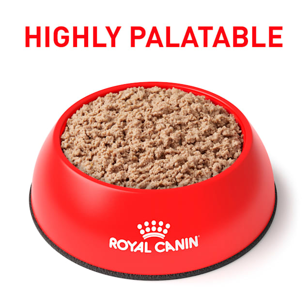 Royal canin glycobalance canned dog food best sale