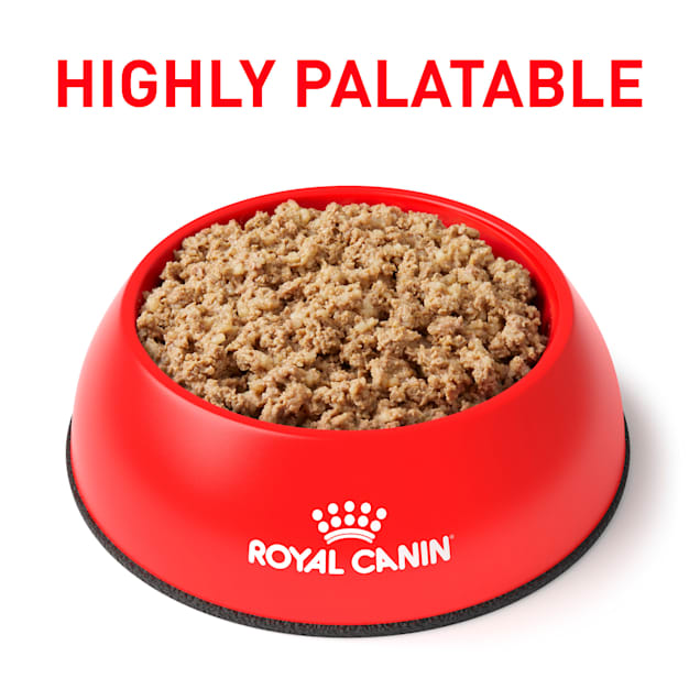 Eeuwigdurend Stijg Zweet Royal Canin Veterinary Diet Gastrointestinal Loaf Canned Dog Food, 13.6  oz., Case of 24 | Petco