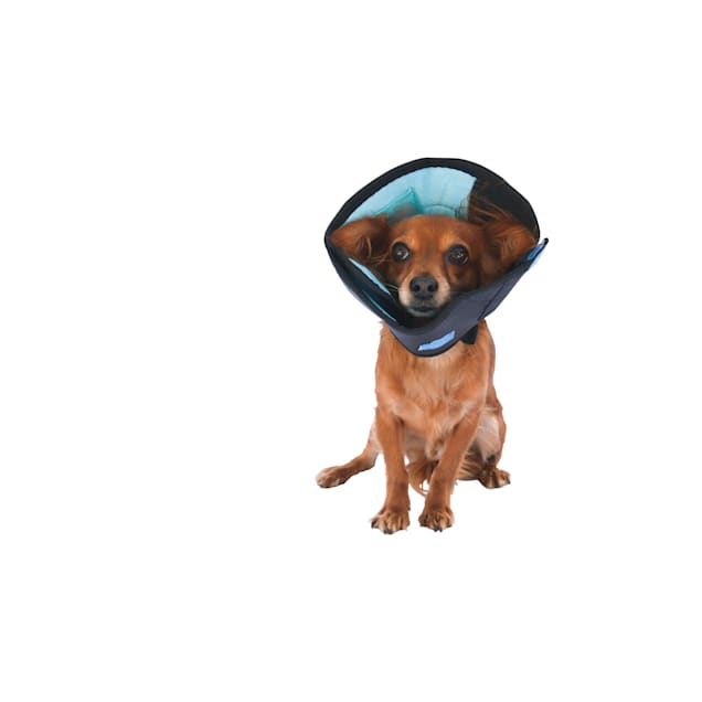 Calm Paws Dog Caring Collar, X-Small - Carousel image #1