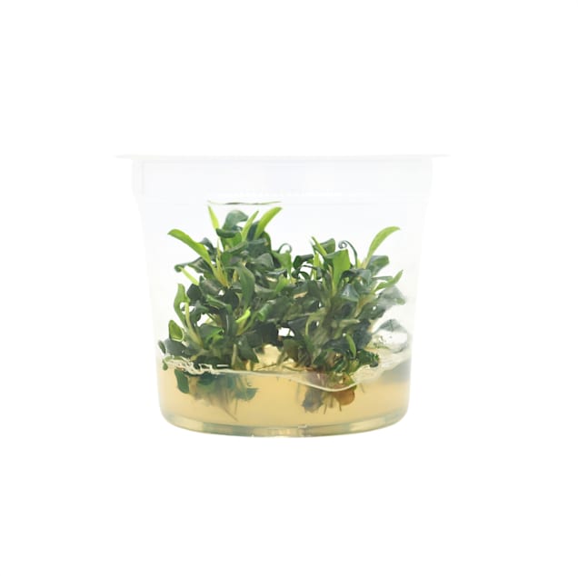 Bucephalandra sp. 