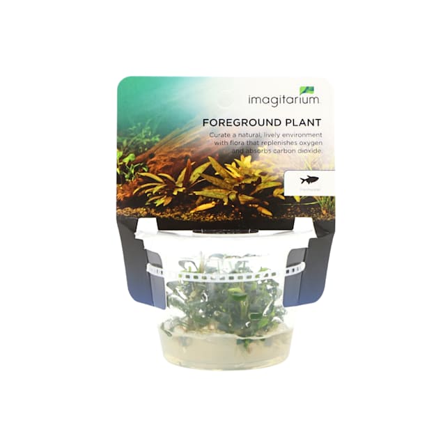 Bucephalandra sp. 