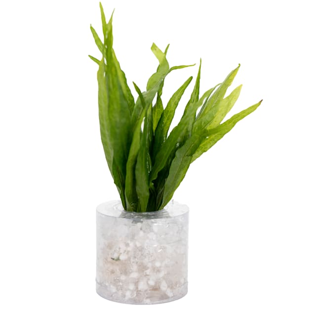 Java Fern "Narrow leaf" (Microsorium pteropus) - Medium - Aquarium Tube ...