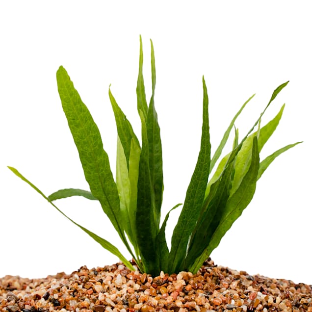 Petco live aquatic plants sale