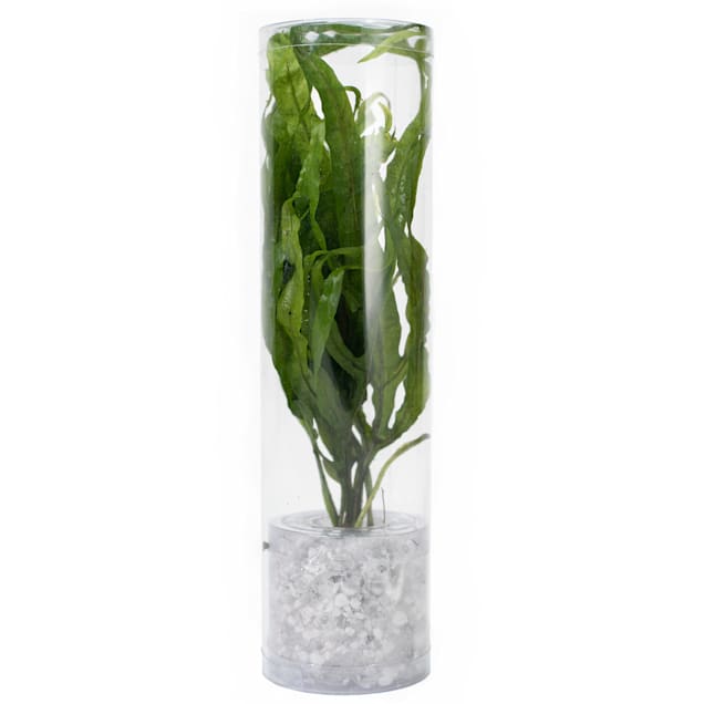 Petco aquatic plants 2025