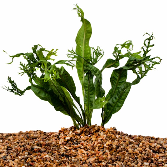 Petco water plants on sale