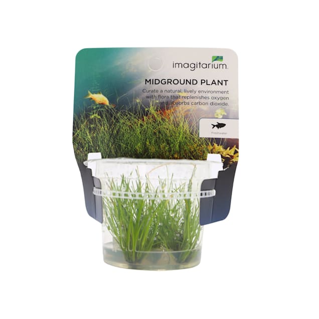 Petco live freshwater plants clearance