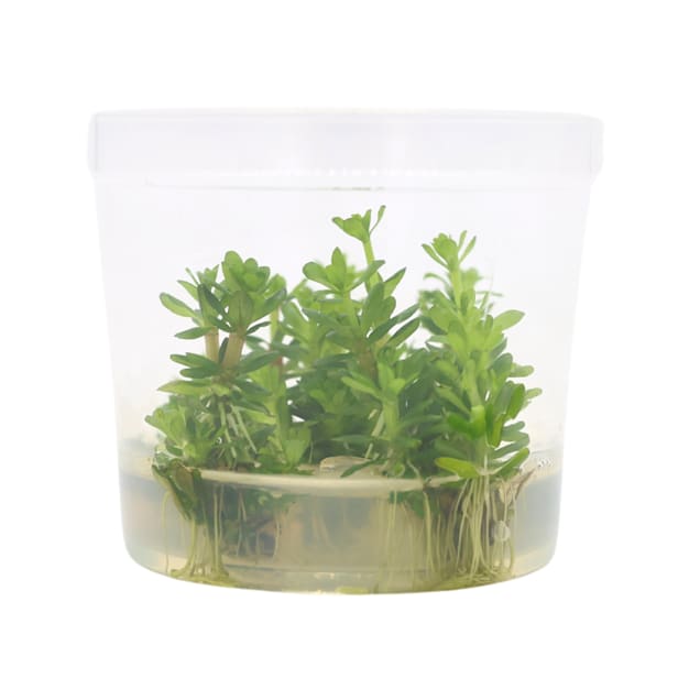 bonsai containers for sale High Quality Hand Decorated Shohin Bonsai Pot