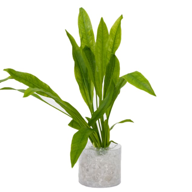 amazon sword echinodorus sp amazonicus small aquarium tube plant