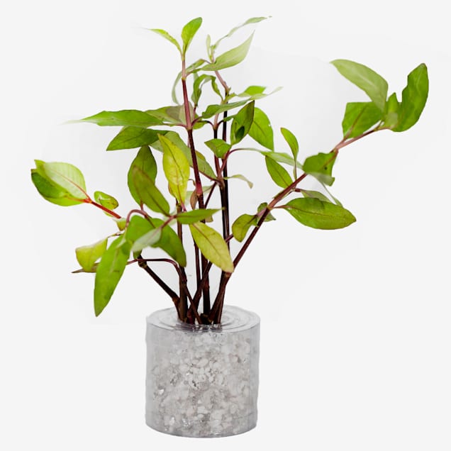 Hygrophila corymbosa Medium Aquarium Tube Plant Petco