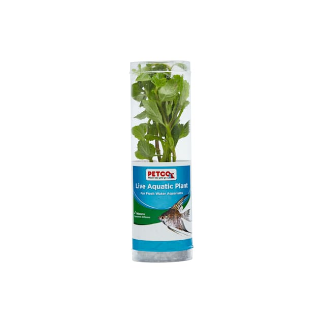 Petco aquarium plants shop