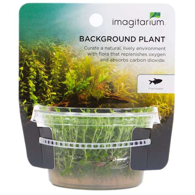 Rotala rotundifolia For Sale Petco