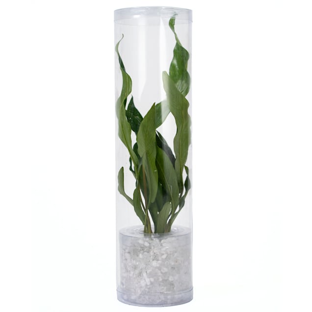 Live aquarium plants petco cheap