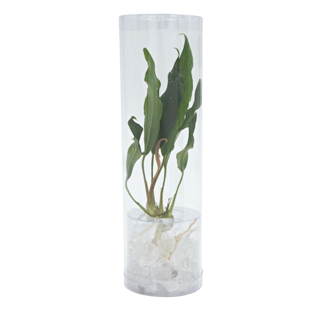 BUY 2 GET 1 FREE Anubias Frazeri Live Aquarium Plants Live Aquatic Plants 