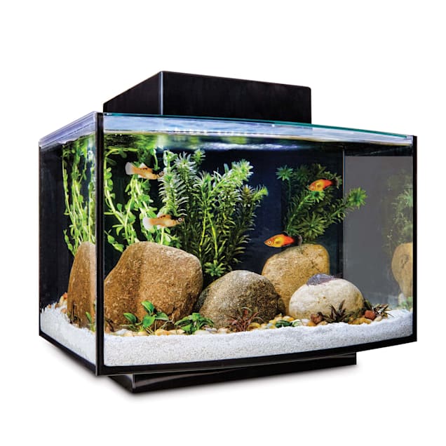 The Ins and Outs of Aquarium Water Temperature