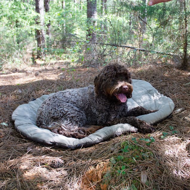 Carolina Pet Bed in a Bag in Olive, 29" L x 42" W - Carousel image #1