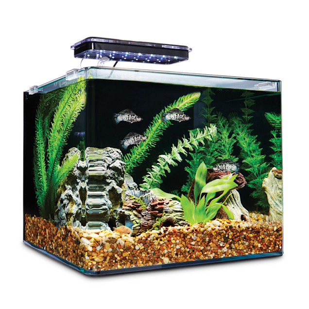 Mini Aquariums: Good Things Come in Small Packages