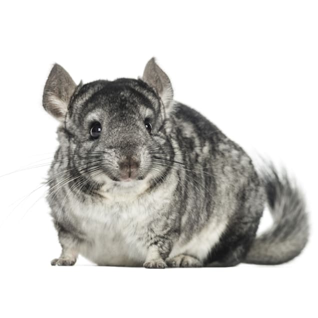 baby chinchilla for sale london