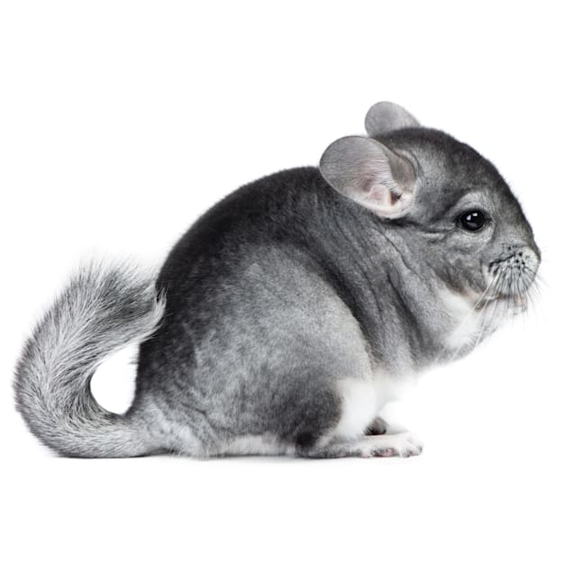 Chinchilla (Chinchilla lanigera)