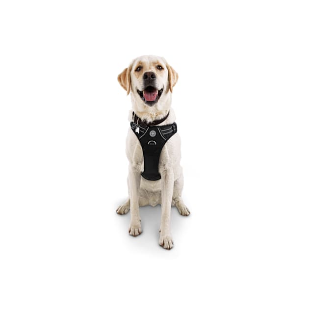 LV Pup Leather Harness & Leash – The Good Dog Store