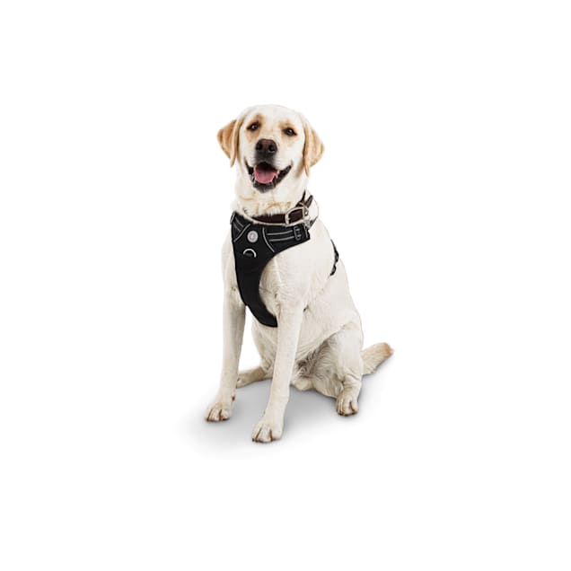 Puppy harness petco cheap