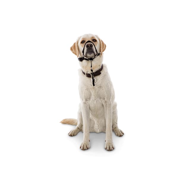 Petco head halter Outlet